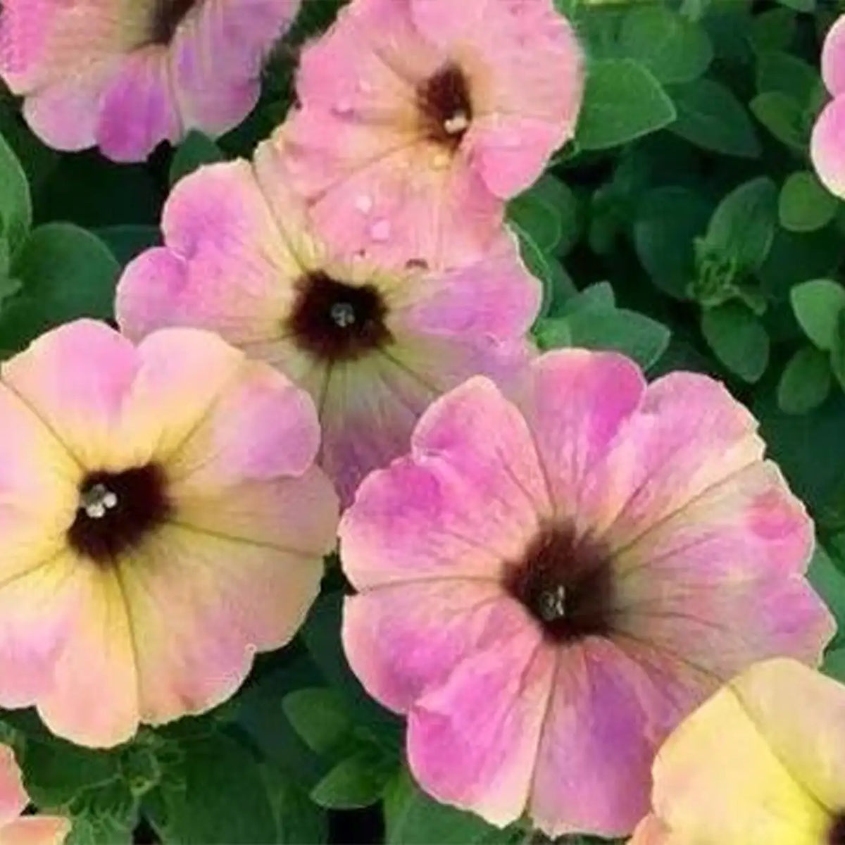Petunia Seeds - Pink Flamingo