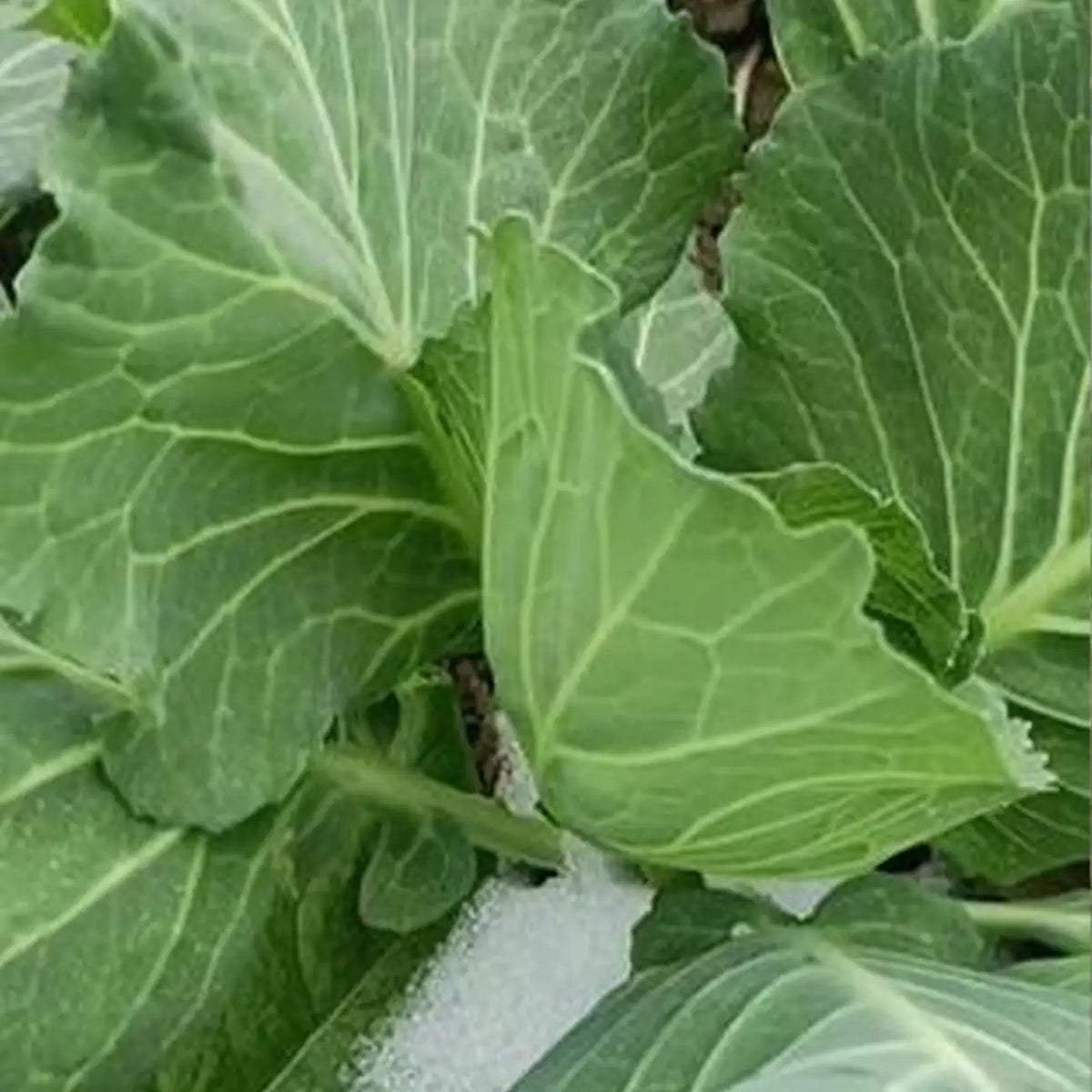 Flash Collard Seeds