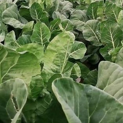 Flash Collard Seeds