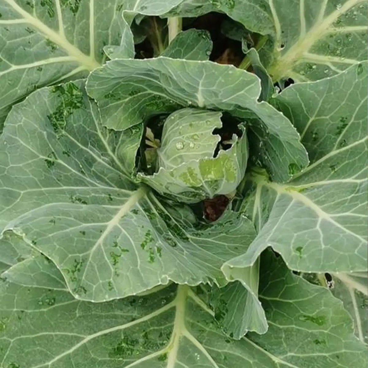 Flash Collard Seeds