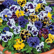 Flirty Skirts Mix Pansy Seeds