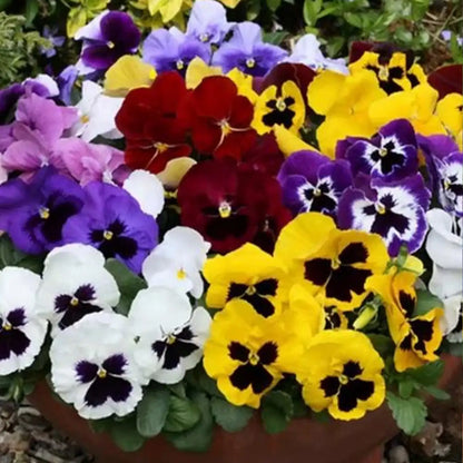 Flirty Skirts Mix Pansy Seeds