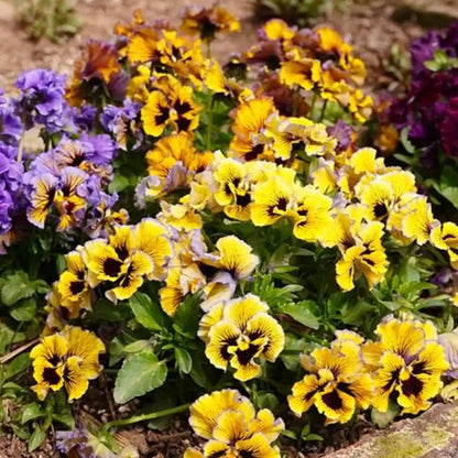 Flirty Skirts Mix Pansy Seeds