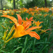 Daylily Seeds - Fiery Orange Blossoms