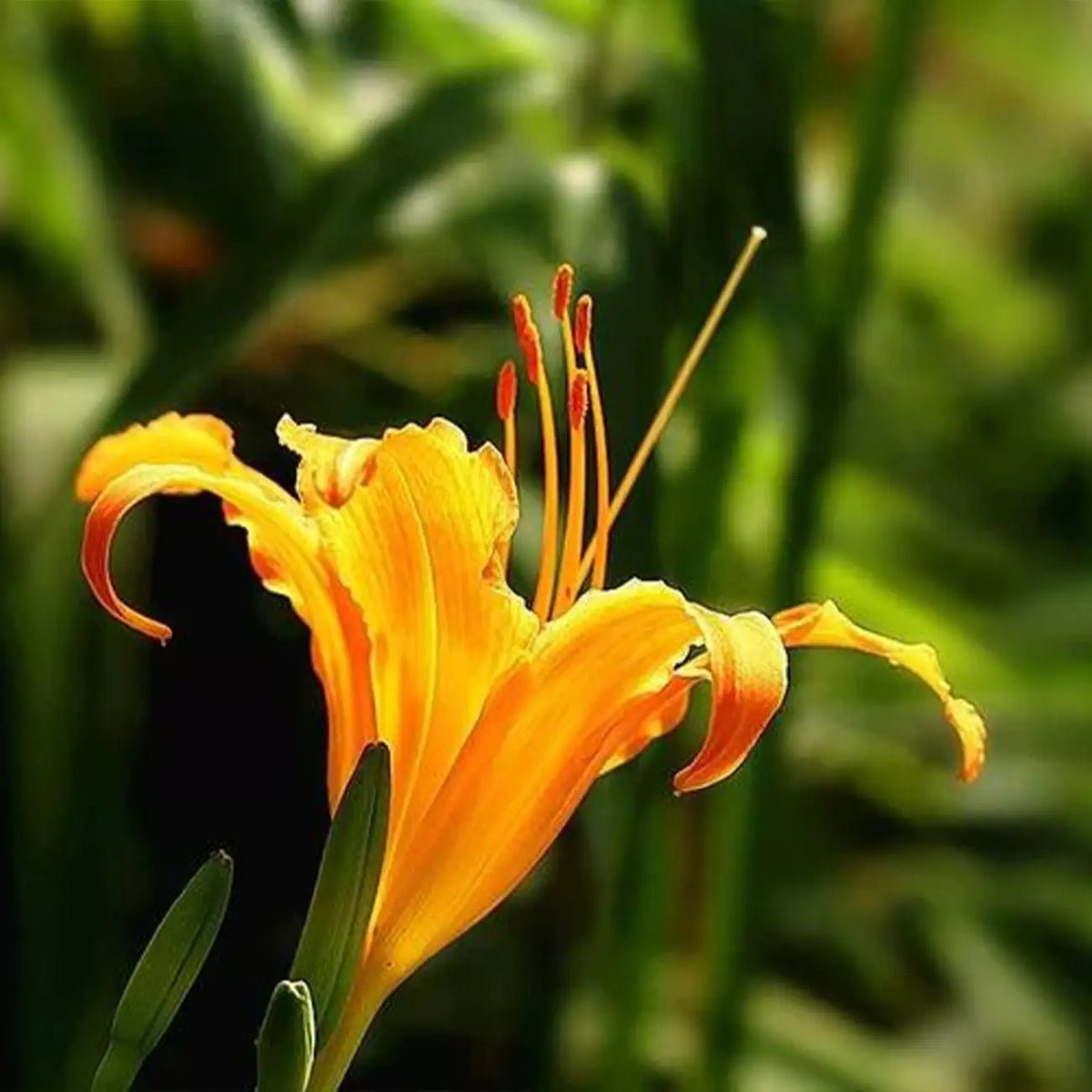 Daylily Seeds - Fiery Orange Blossoms