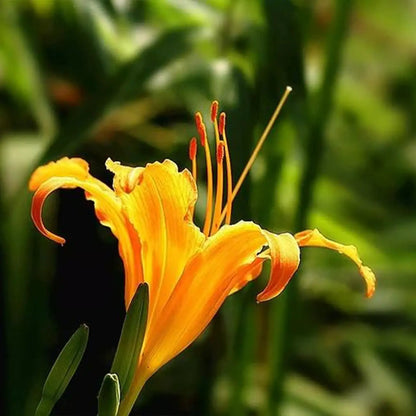 Daylily Seeds - Fiery Orange Blossoms