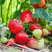 Fragaria 'Eclair' Strawberry