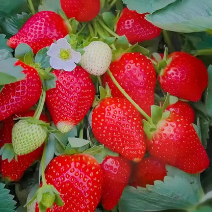 Fragaria 'Eclair' Strawberry