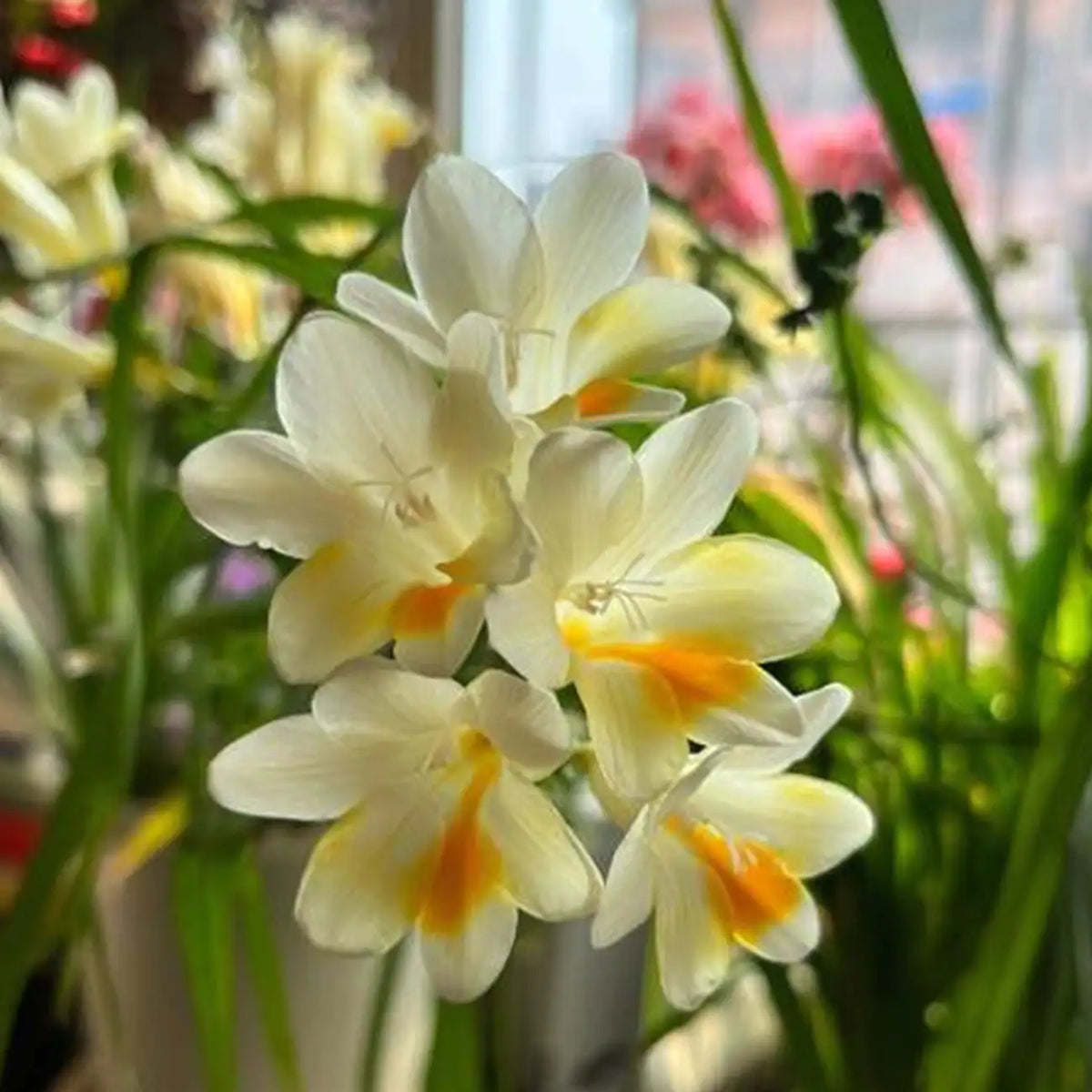 Freesia Seeds