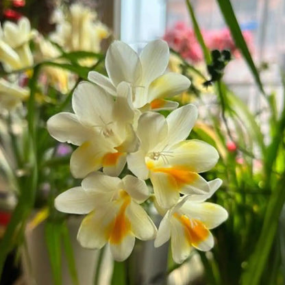 Freesia Seeds