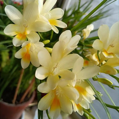 Freesia Seeds