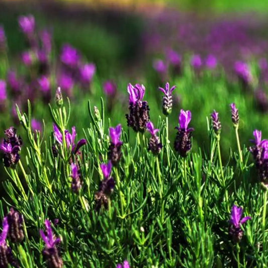 French Long Lavender Seeds
