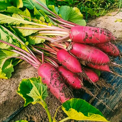 French Breakfast Radishes Seeds