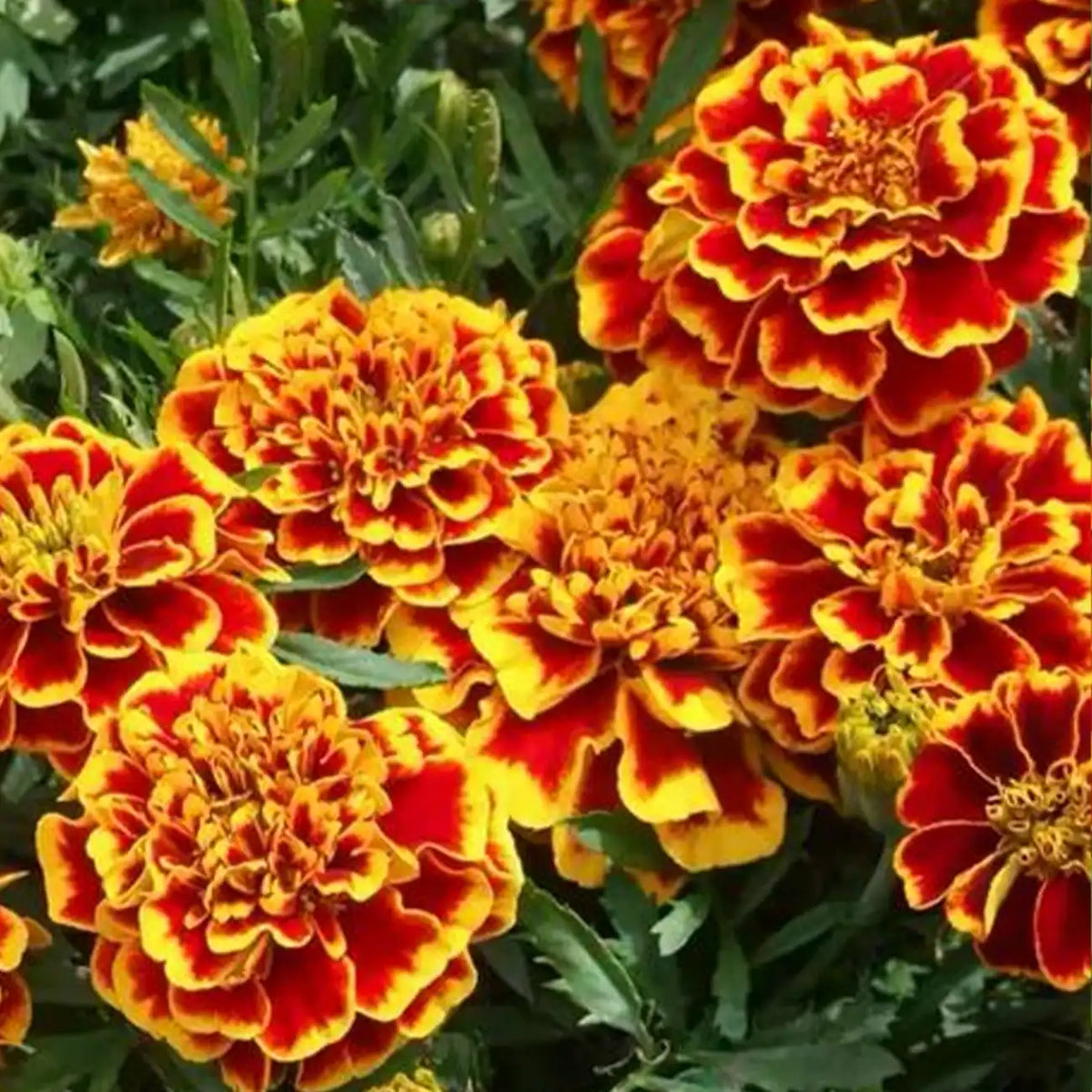 French Marigolds Seeds