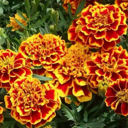 French Marigolds Seeds