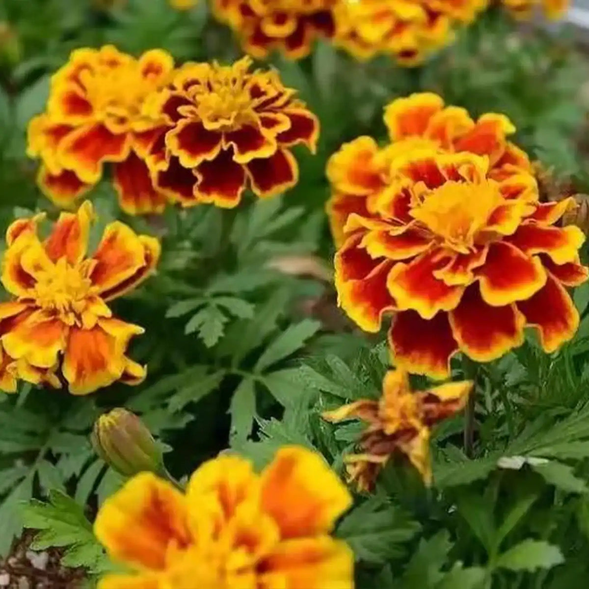 French Marigolds Seeds