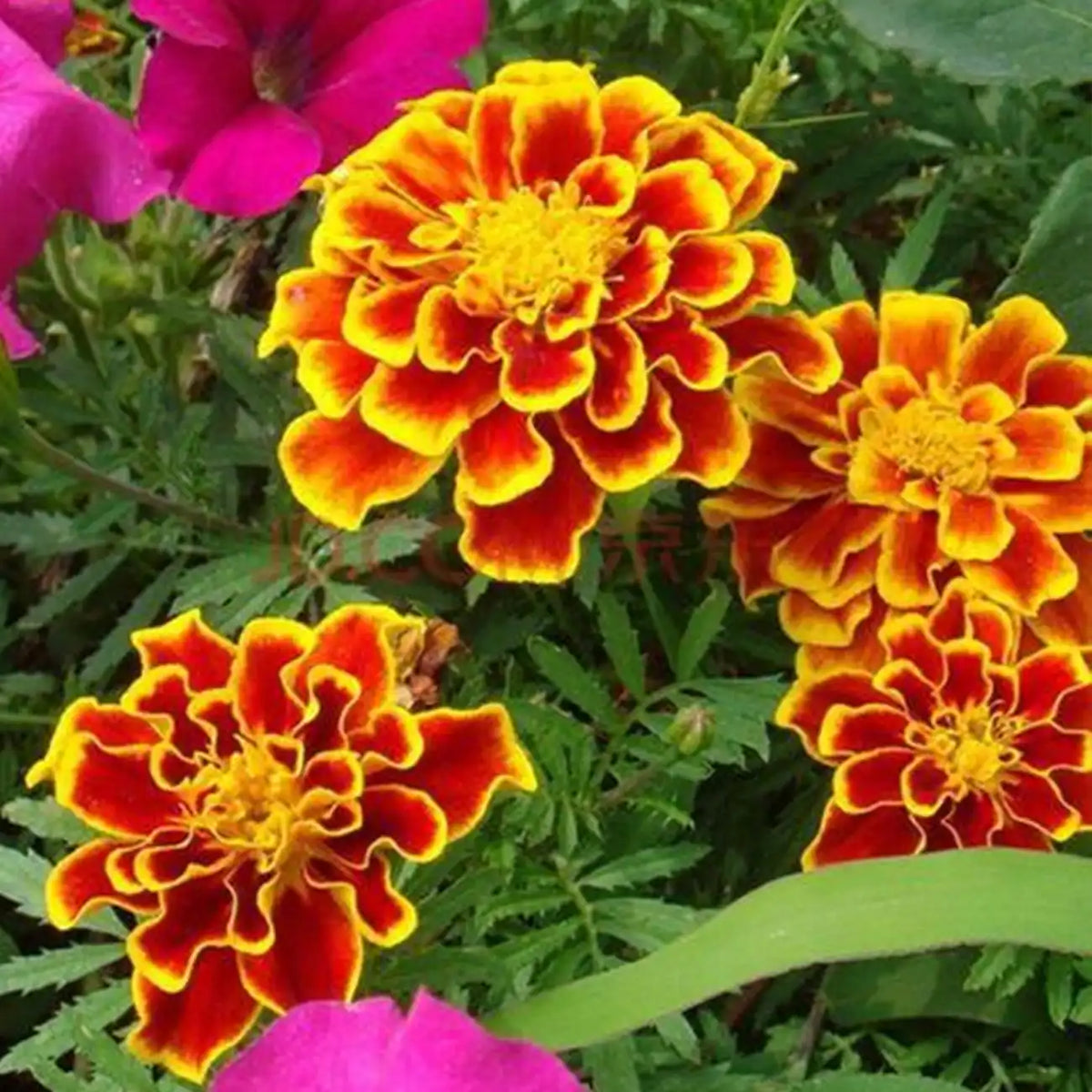 French Marigolds Seeds