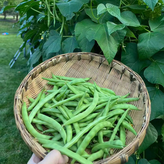 French beans Seeds
