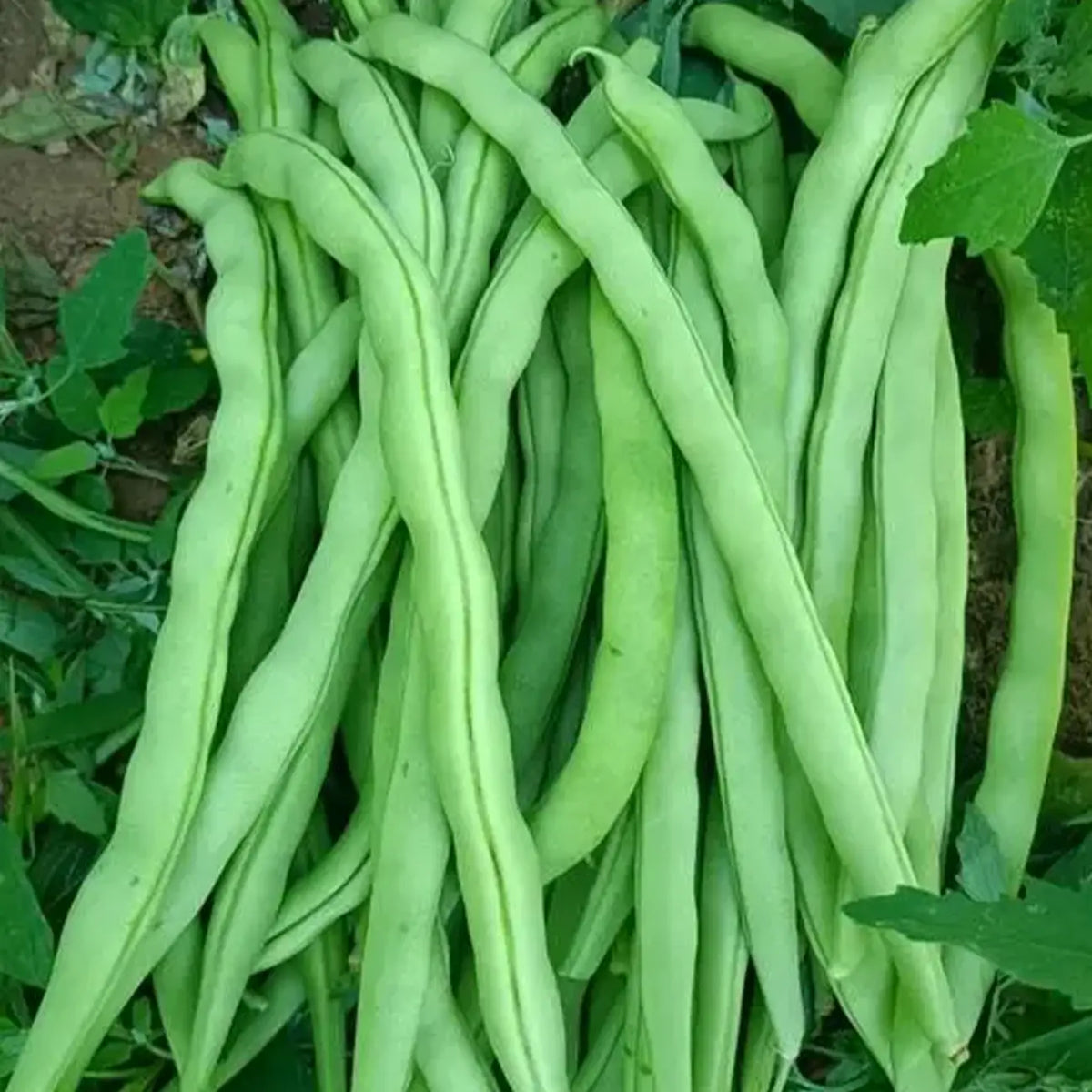 French beans Seeds