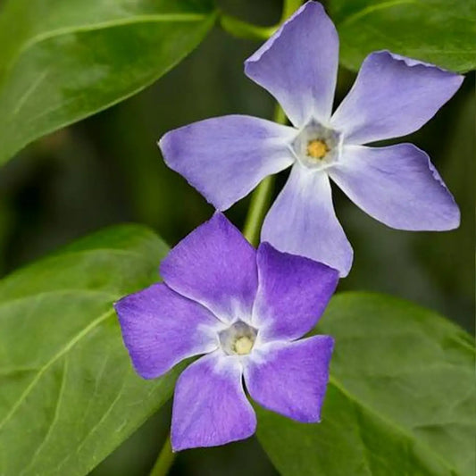 Fresh Garden Vinca Minor Seeds