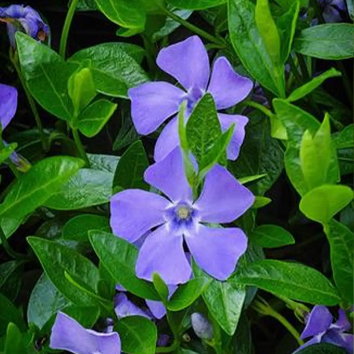 Fresh Garden Vinca Minor Seeds