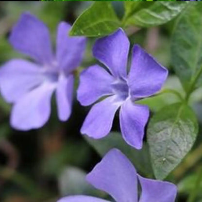 Fresh Garden Vinca Minor Seeds