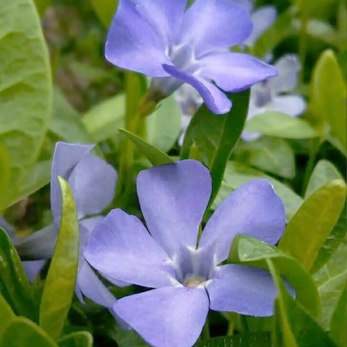Fresh Garden Vinca Minor Seeds