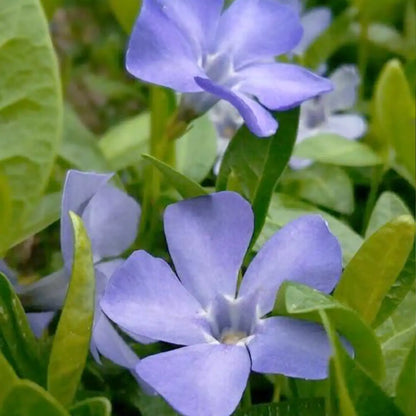 Fresh Garden Vinca Minor Seeds