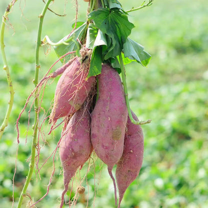 Sweet Potato Seeds