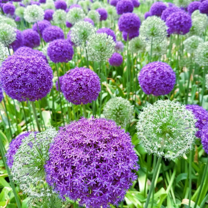 Giant Allium Giganteum Seeds