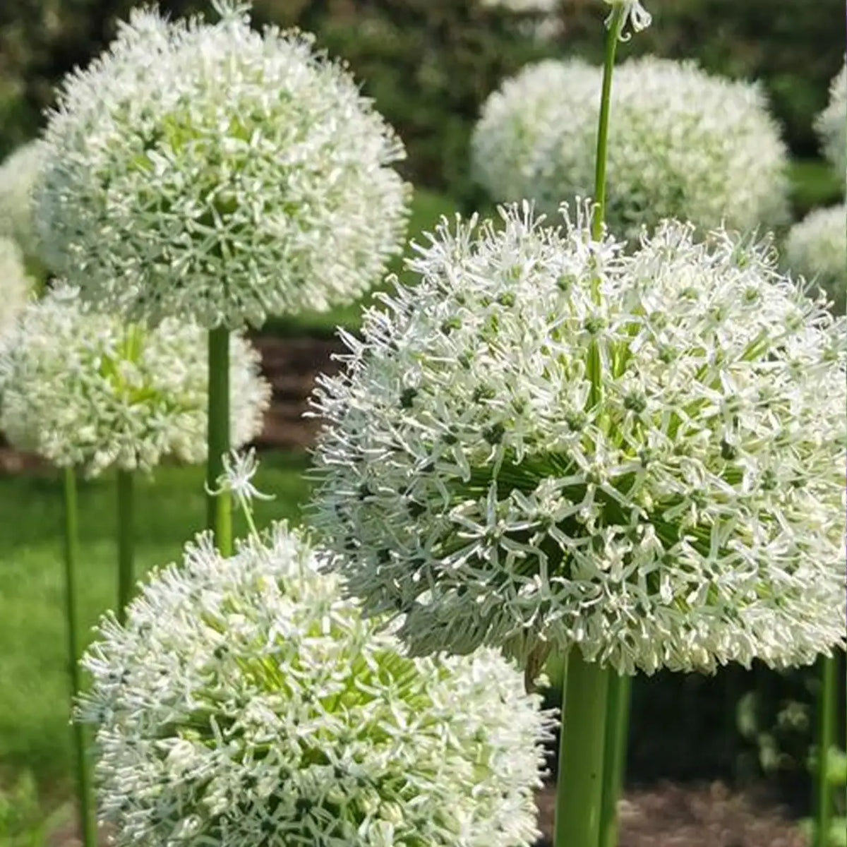 Giant Allium Giganteum Seeds