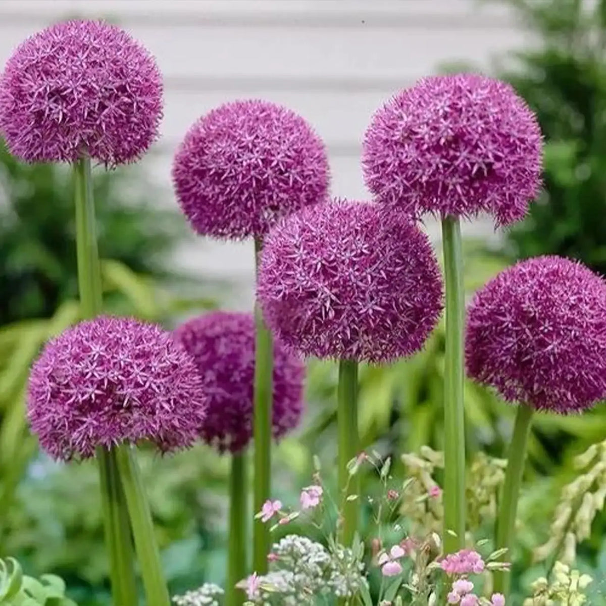 Giant Allium Giganteum Seeds