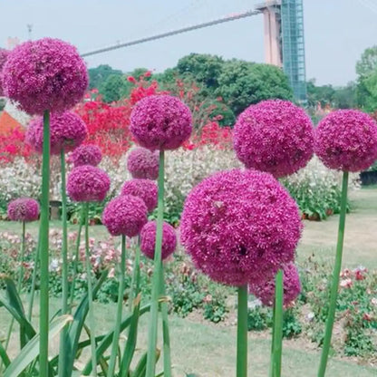 Giant Allium Giganteum Seeds