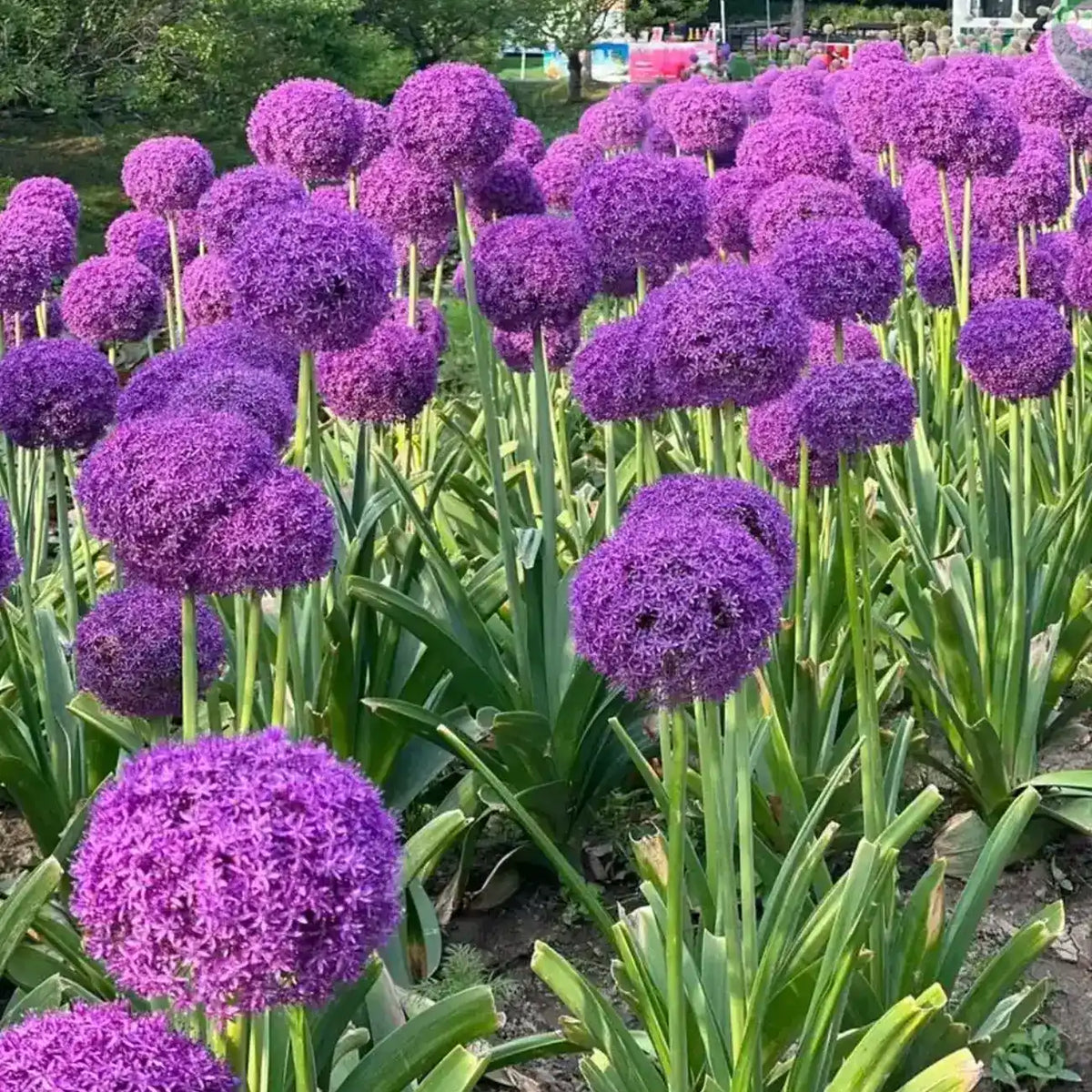 Giant Allium Giganteum Seeds