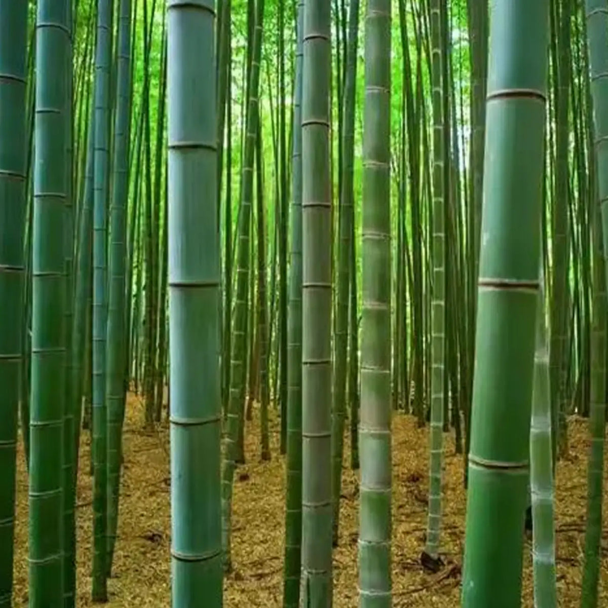 Giant Bamboo Seeds