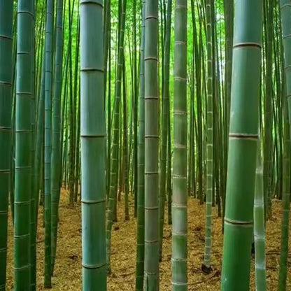 Giant Bamboo Seeds