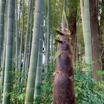 Giant Bamboo Seeds