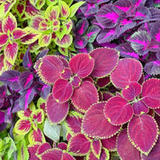 Giant Exhibition™ Complete Mix Coleus Heirloom Seeds