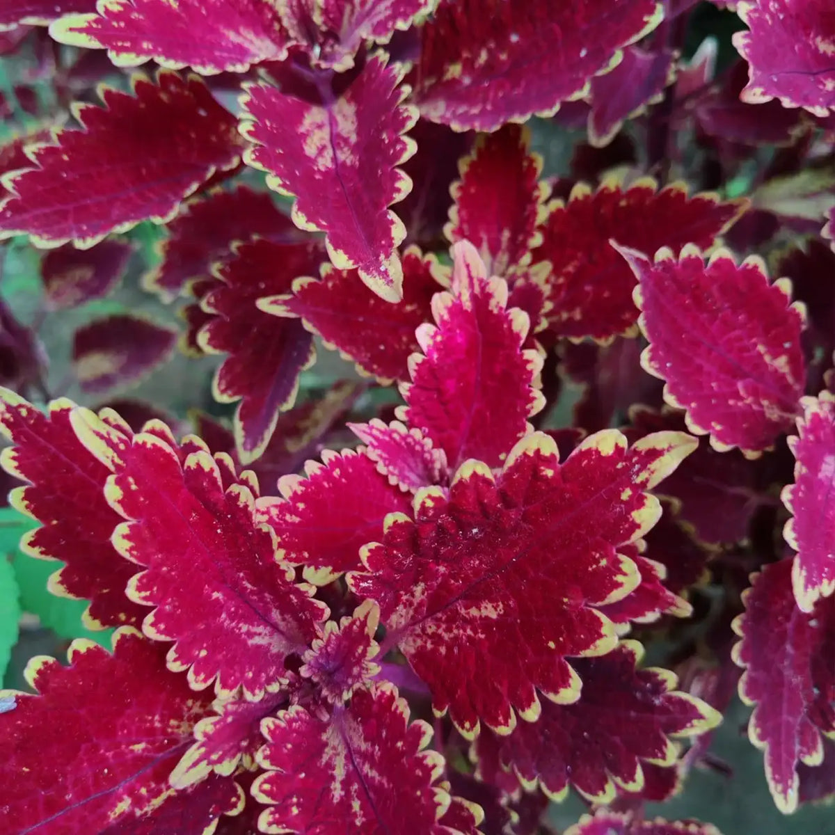 Giant Exhibition™ Complete Mix Coleus Heirloom Seeds