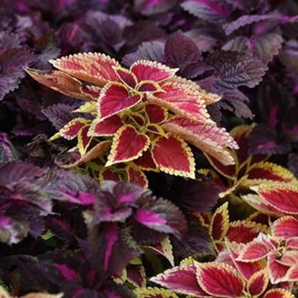 Giant Exhibition™ Complete Mix Coleus Heirloom Seeds
