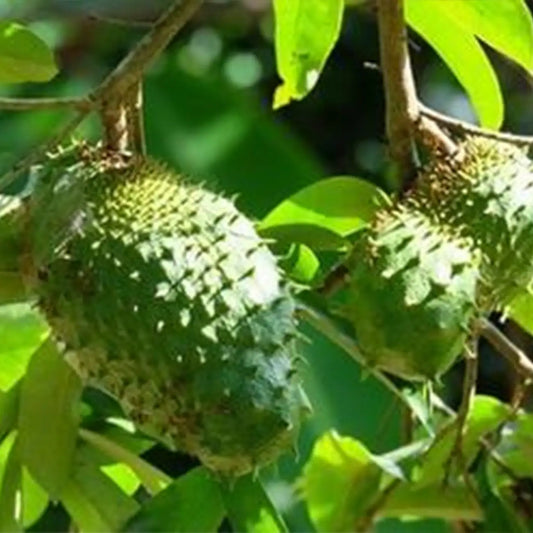 Giant Soursop Seeds