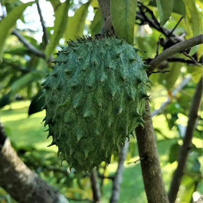 Giant Soursop Seeds
