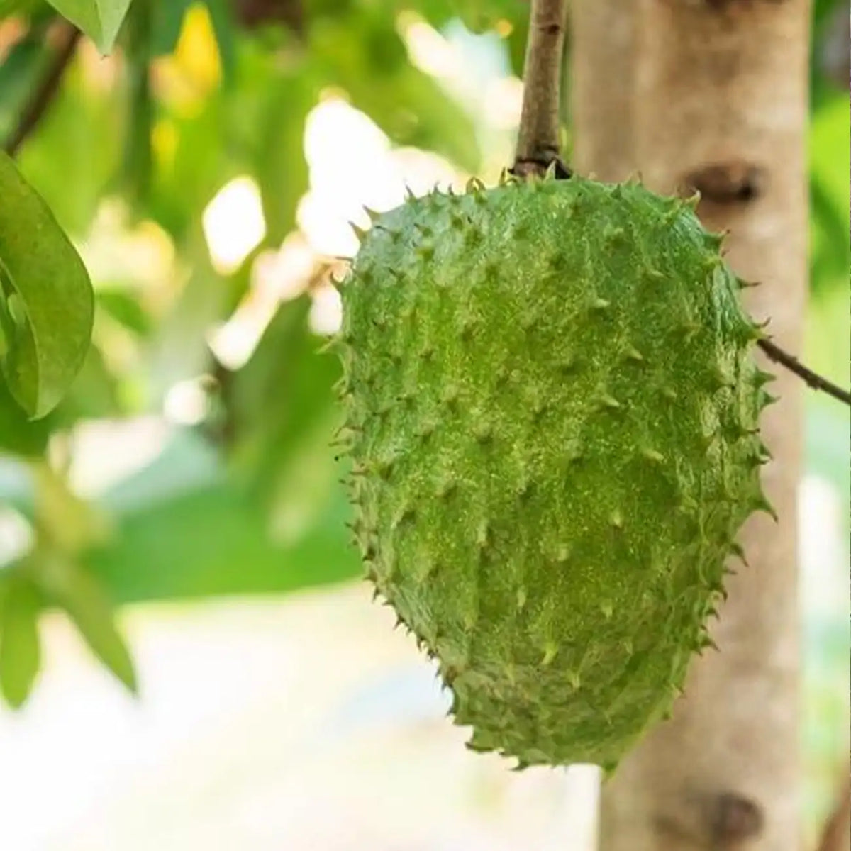 Giant Soursop Seeds
