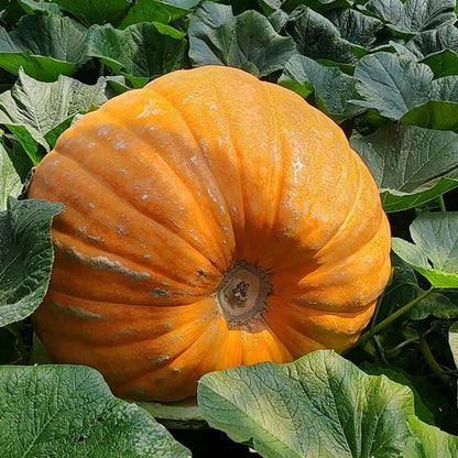 Giant Pumpkins Seeds