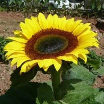 Giganteus Giant Sunflower Seeds