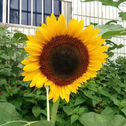 Giganteus Giant Sunflower Seeds
