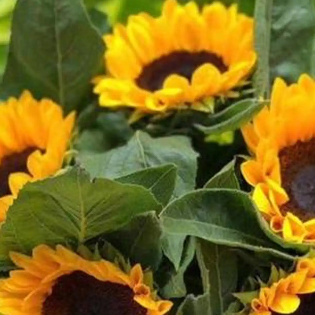Giganteus Giant Sunflower Seeds