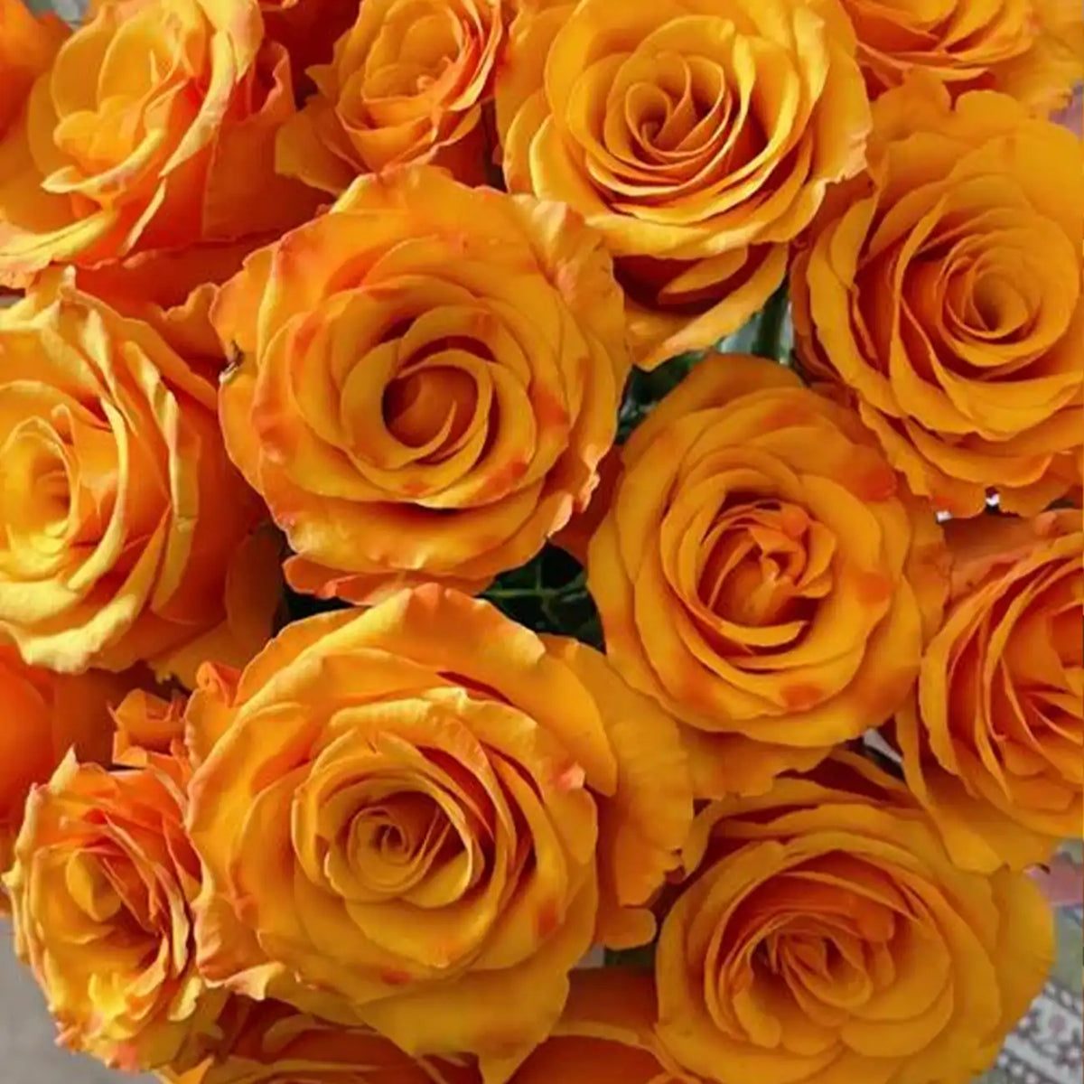 Glorious Rose Seeds