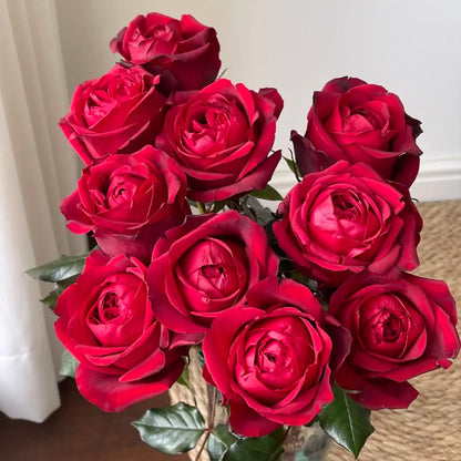 Glory Rose Seeds