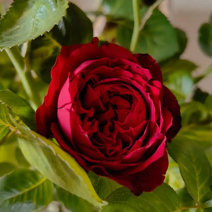 Glory Rose Seeds